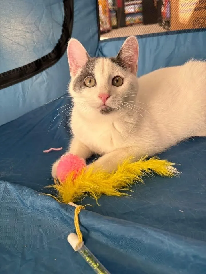 Wednesday thumbnail 2