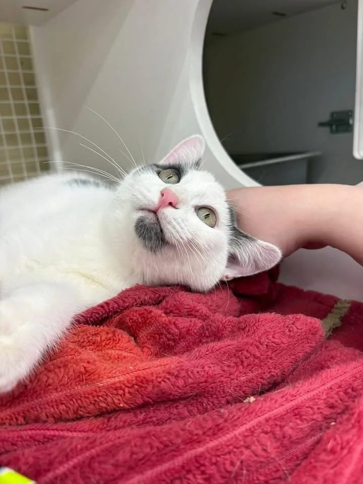 Wednesday thumbnail 3