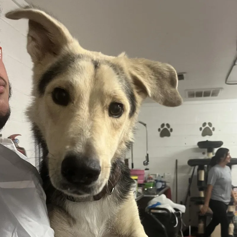 An adult medium-sized female Yellow / Tan / Blond / Fawn Shepherd dog named Deedee for adoption in Edinburg, TX