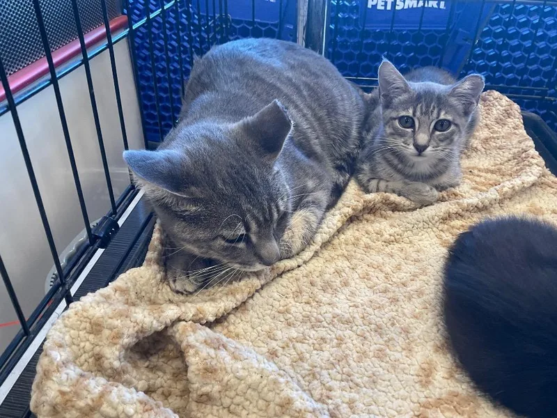 A young medium-sized male Domestic Short Hair cat named Coal for adoption in Mustang, OK