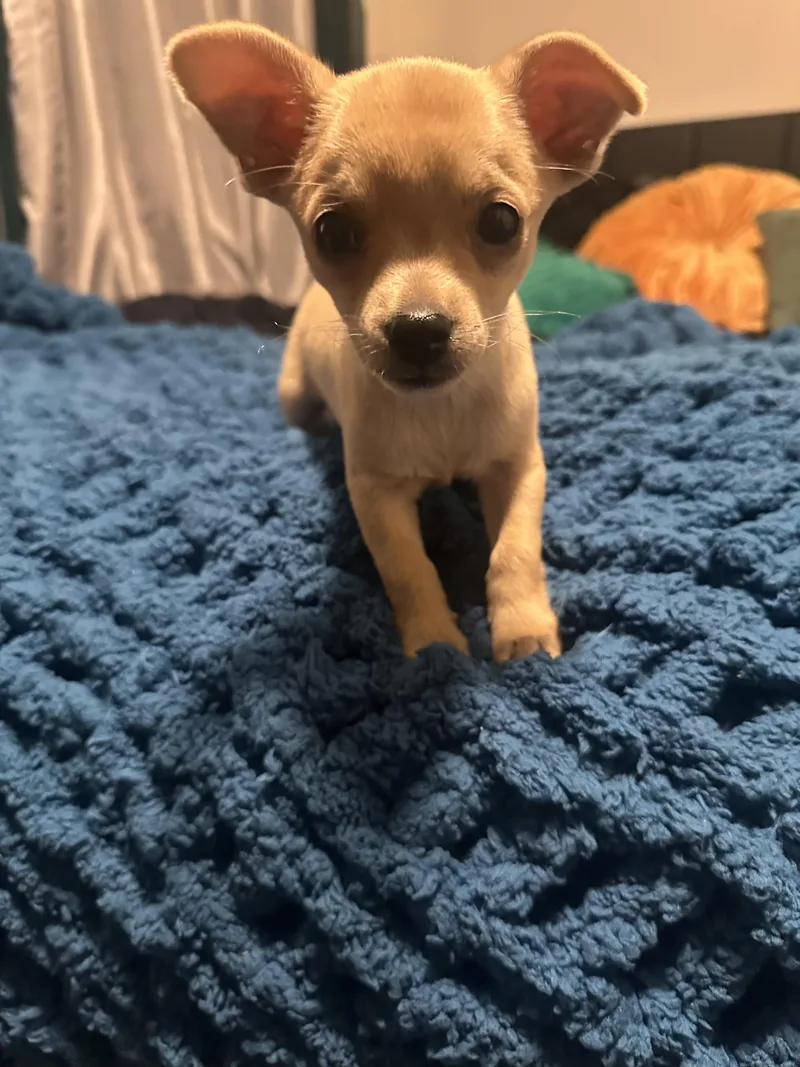 A baby small-sized male White / Cream Chihuahua dog named Squeaky for adoption in Maitland, FL