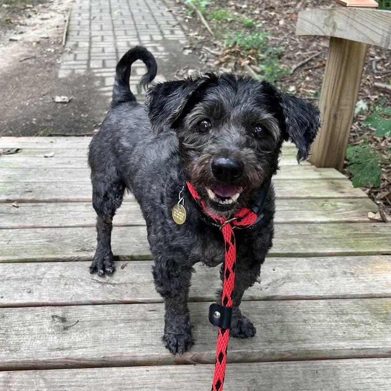 A senior small-sized male Terrier dog named Dusty for adoption in Huntington, NY