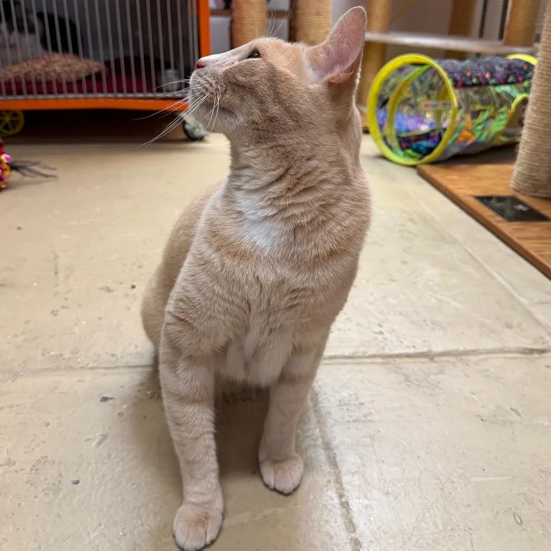 A senior large-sized male Buff / Tan / Fawn Domestic Short Hair cat named Aleister for adoption in Morgan Hill, CA