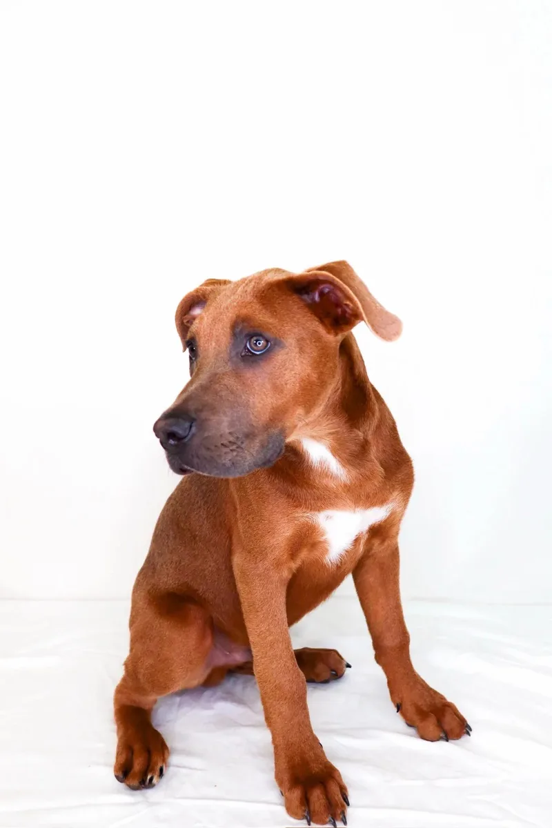 A young medium-sized male Red / Chestnut / Orange Pit Bull Terrier dog named Seven for adoption in Bixby, OK