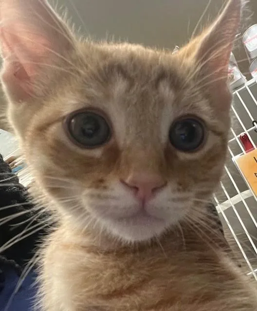 A baby small-sized male Domestic Short Hair cat named Purrito for adoption in Lodi, CA