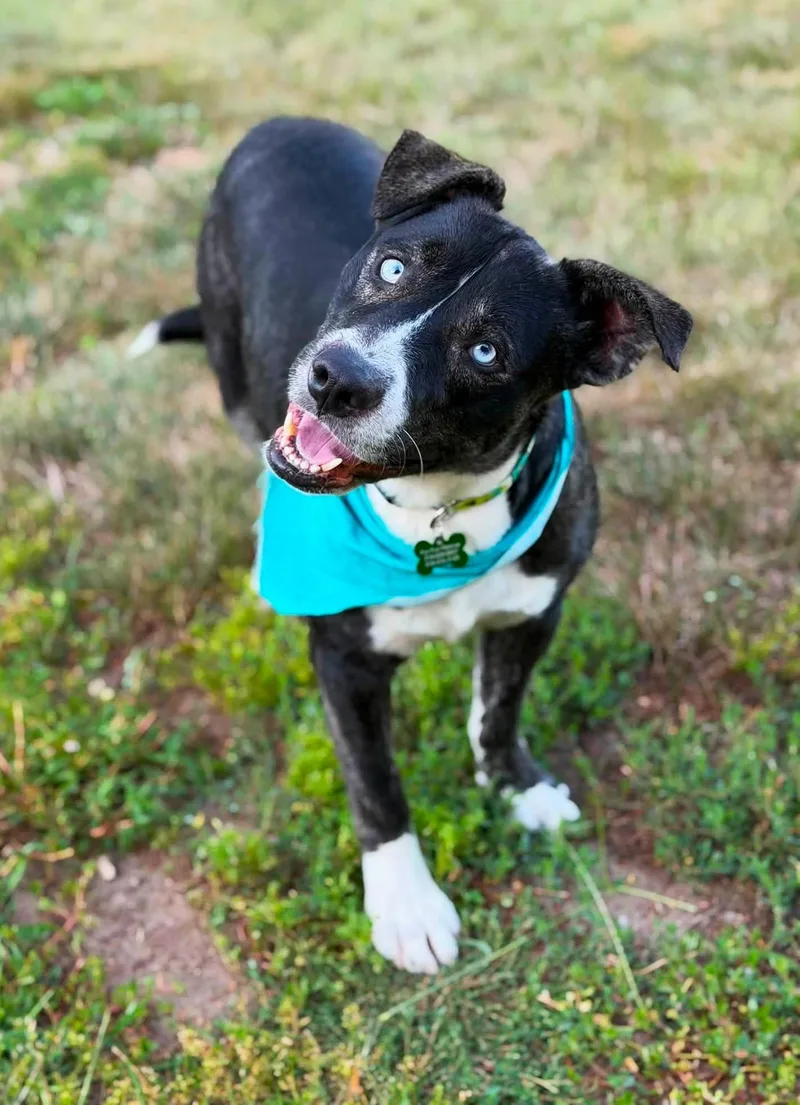 An adult large-sized male Brindle Husky dog named Blu for adoption in Lisbon, IA