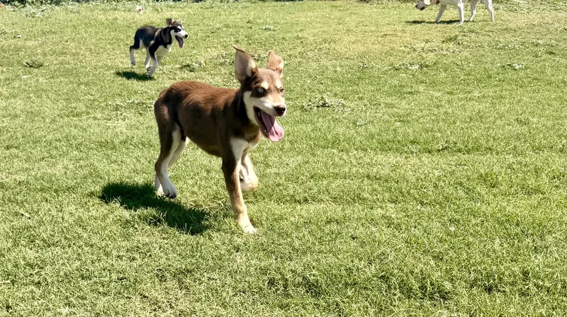 A young medium-sized male Brown / Chocolate Mixed Breed dog named Kenai for adoption in Kempner, TX