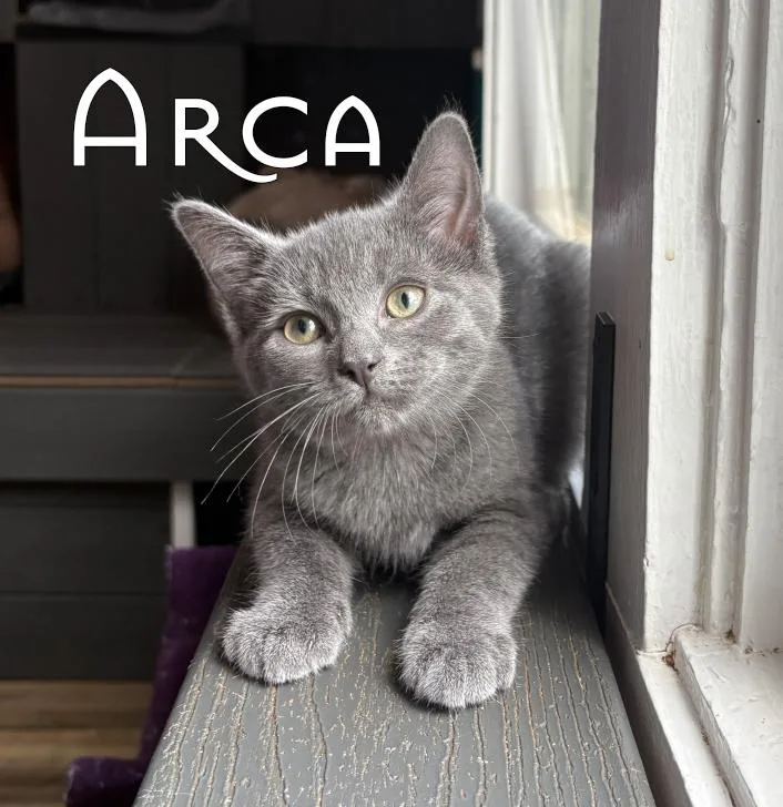 A baby small-sized female Gray / Blue / Silver Domestic Short Hair cat named Arca for adoption in Asheville, NC