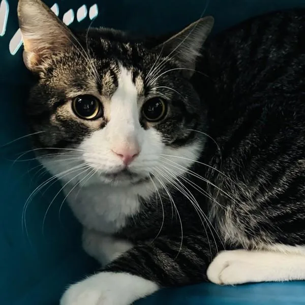 A young small-sized male Domestic Short Hair cat named Synnove for adoption in Des Moines, IA