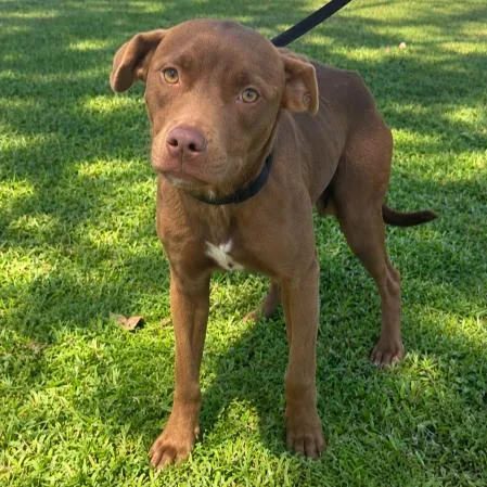 A young medium-sized female Red / Chestnut / Orange Mixed Breed dog named Cayenne for adoption in Buffalo, MN