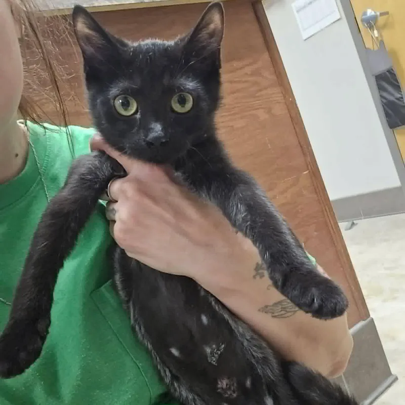 A baby small-sized female Domestic Short Hair cat named Lucille for adoption in Cumberland, RI