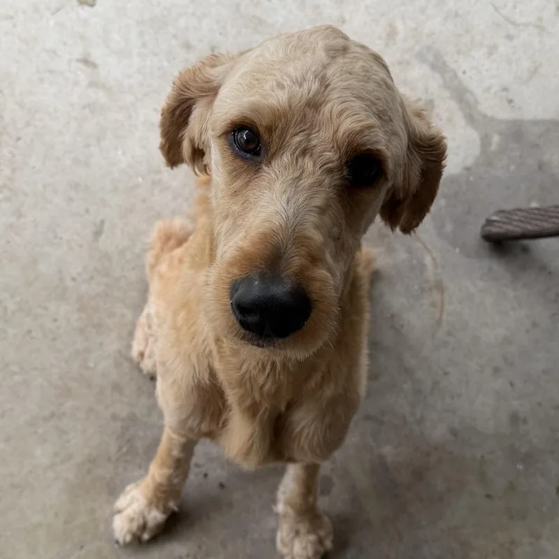 Peanut