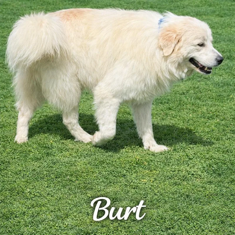 An adult large-sized male White / Cream Great Pyrenees dog named Burt for adoption in Wadena, MN