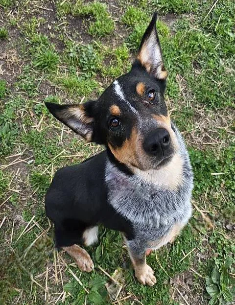 An adult medium-sized male Tricolor (Brown, Black, & White) Mixed Breed dog named Clydesdale for adoption in Nashville, TN