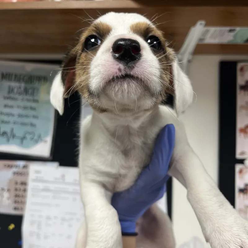 Tucker