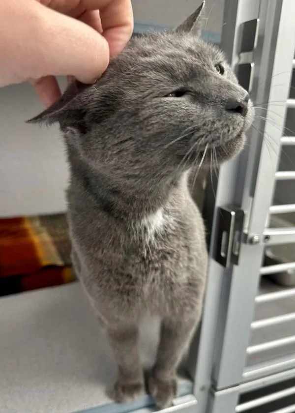 An adult medium-sized female Domestic Short Hair cat named Spirit for adoption in Skillman, NJ