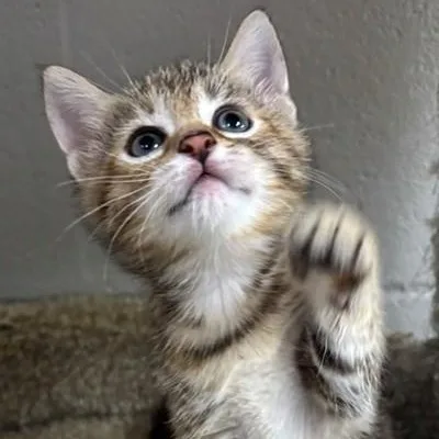 A baby medium-sized female Brown / Chocolate Domestic Short Hair cat named Ester for adoption in Allegan, MI