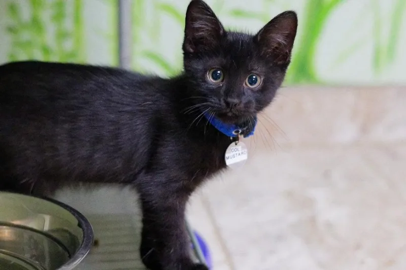 Colonel Mustard thumbnail 2