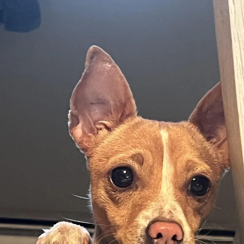 Pawla thumbnail 3