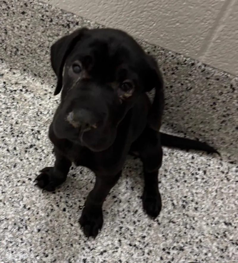 A baby small-sized female Mastiff dog named Indy for adoption in Clarksville, TN