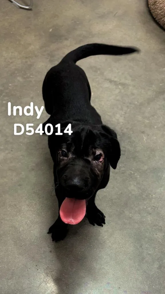 Indy thumbnail 2