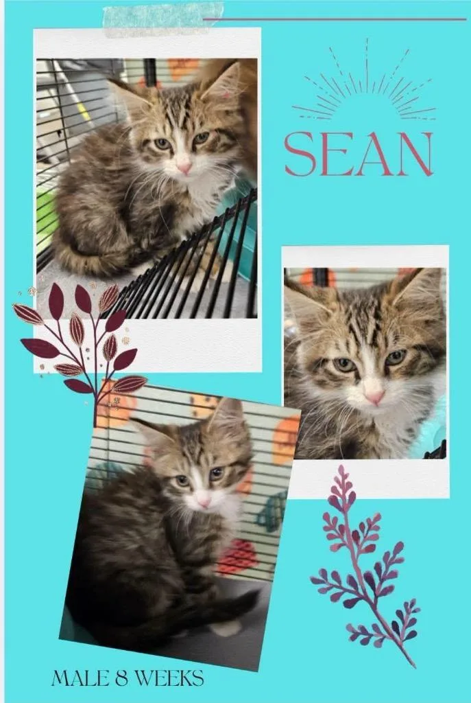 Sean