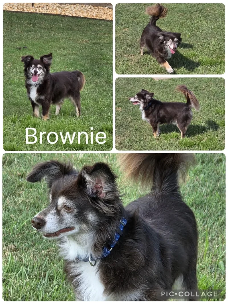 An adult small-sized male Chihuahua dog named Brownie for adoption in Enterprise, AL