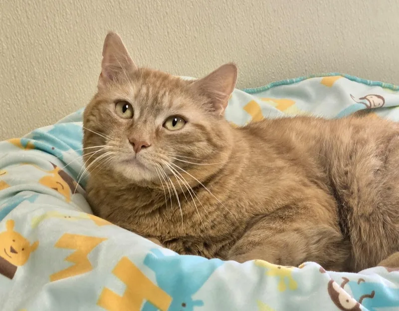 An adult large-sized male Tabby (Orange / Red) Domestic Short Hair cat named Rusty for adoption in Binghamton, NY