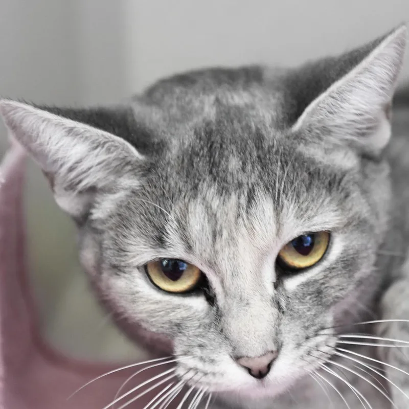 A young medium-sized female Tortoiseshell Domestic Short Hair cat named Itty for adoption in Redwood City, CA
