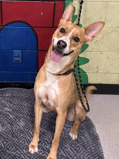 A young medium-sized female Carolina Dog dog named Sharon for adoption in Indianapolis, IN