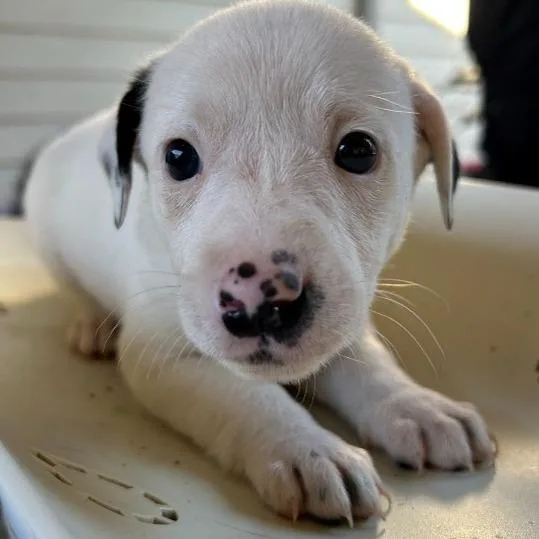 A baby medium-sized female White / Cream Australian Cattle Dog / Blue Heeler named NY Vampire Bat avail for adoption in Eastford, CT