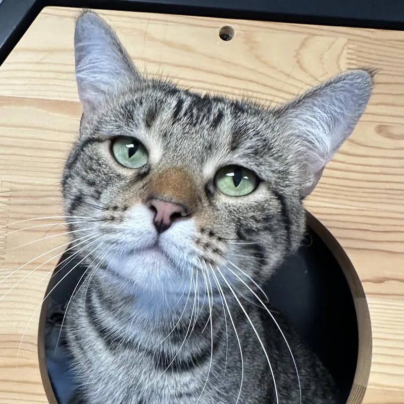 A young medium-sized male Black & White / Tuxedo Domestic Short Hair cat named Milo for adoption in Franklin, TN
