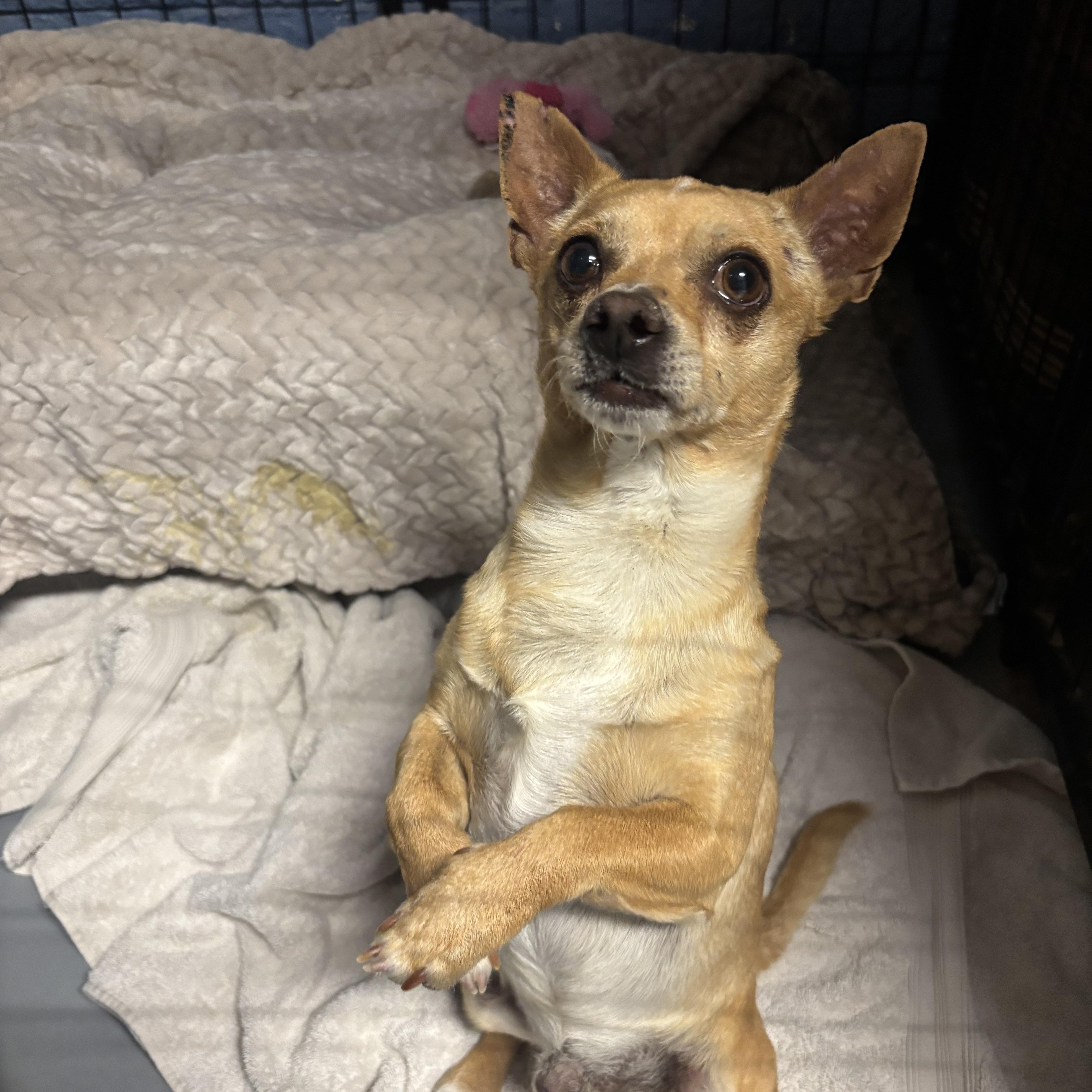 Ozzy Pawsborne thumbnail 2