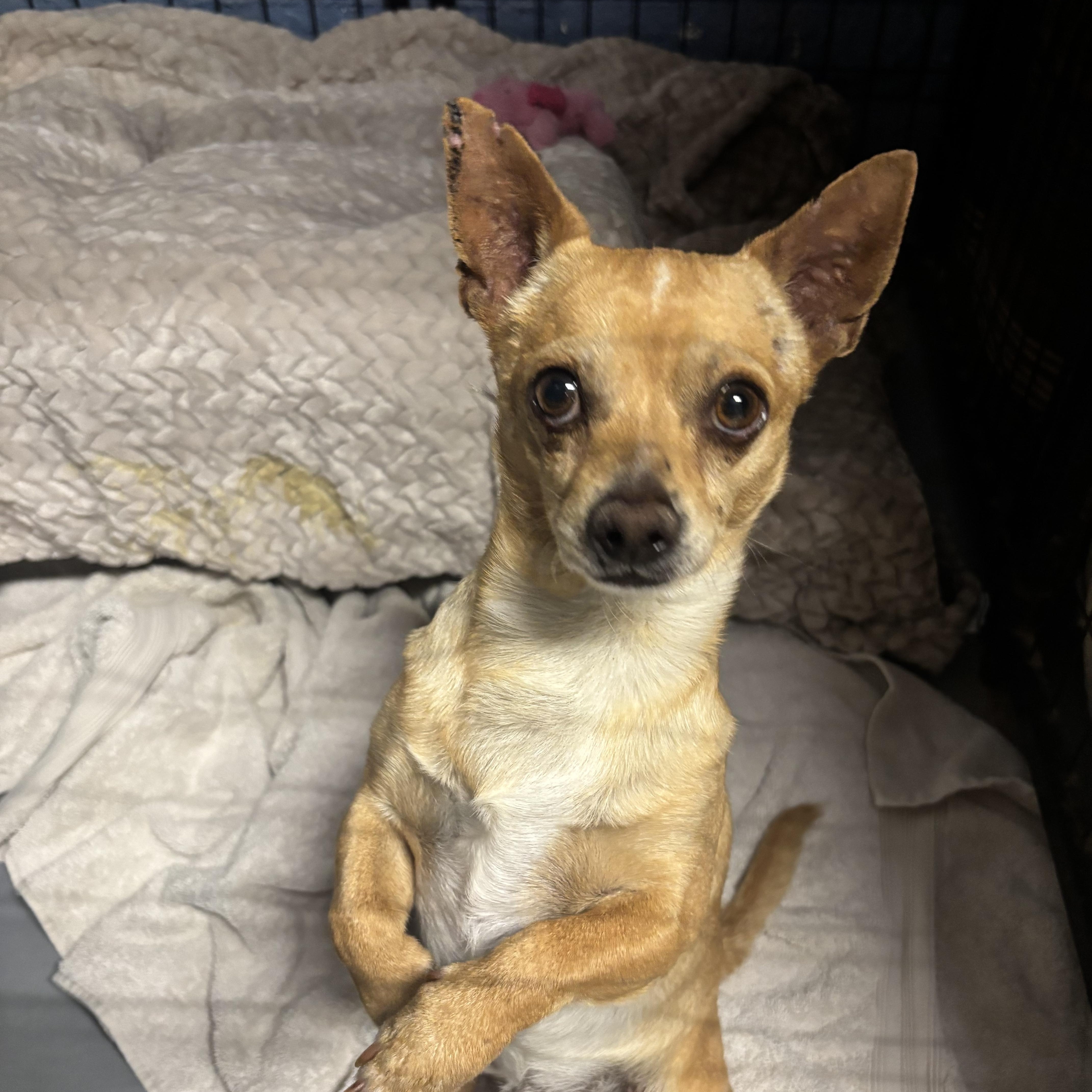 Ozzy Pawsborne thumbnail 3