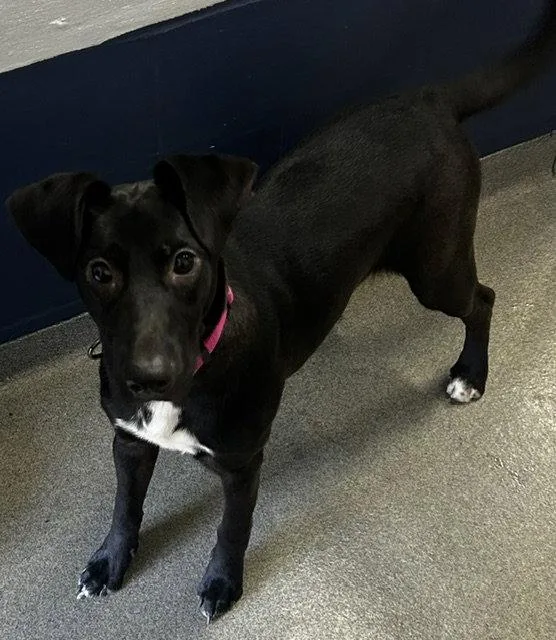 A young medium-sized female Labrador Retriever dog named Bubbles mo older for adoption in Sterling, MA