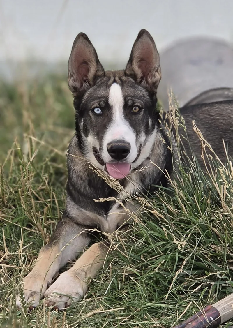 A young medium-sized male Siberian Husky dog named Blue for adoption in Menifee, CA