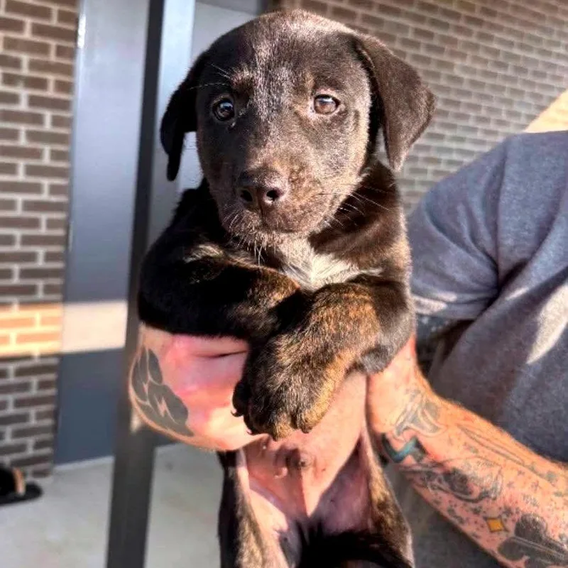 A baby medium-sized male Mixed Breed dog named Burt for adoption in Clarksville, TN
