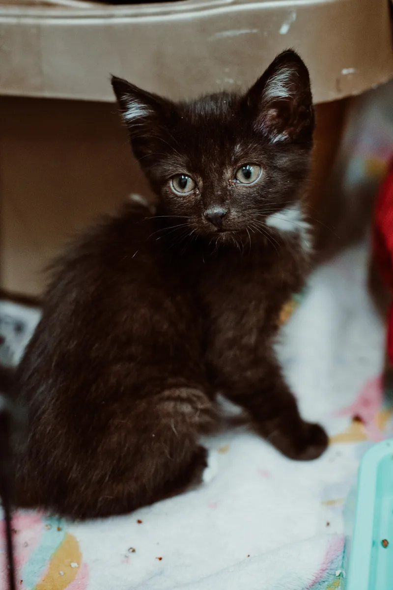 A baby medium-sized female Black Domestic Short Hair cat named Hilda for adoption in Le Mars, IA