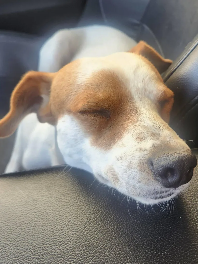 An adult small-sized male Parson Russell Terrier dog named Palomo for adoption in Elk Grove, CA