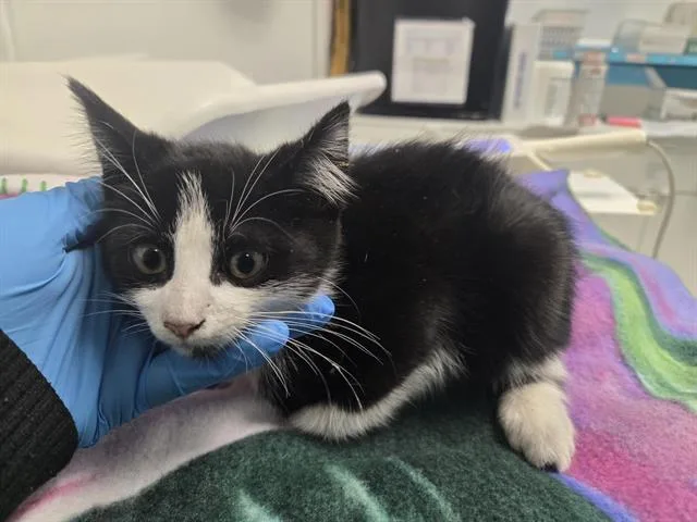 A baby small-sized male Domestic Short Hair cat named Pizza for adoption in Palo Alto, CA
