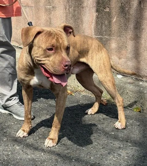 A young medium-sized male Brindle Pit Bull Terrier dog named Tigger for adoption in West Orange, NJ