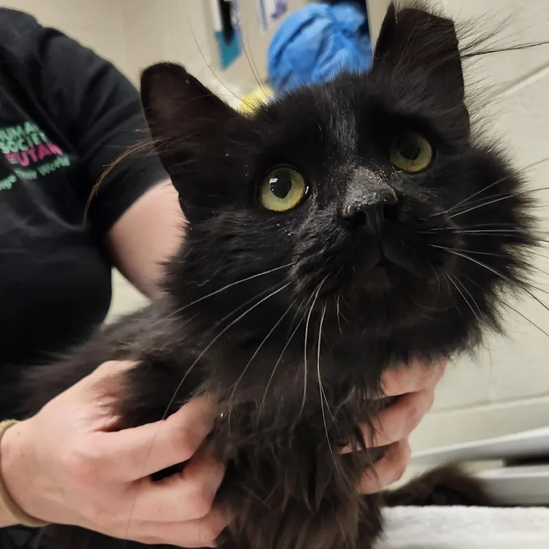 A senior large-sized male Black Domestic Long Hair cat named Coal for adoption in Murray, UT