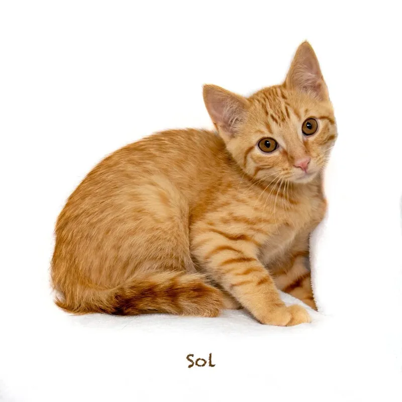A baby small-sized male Domestic Short Hair cat named Sol for adoption in Hot Springs Village, AR