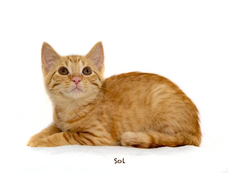 Sol thumbnail 2