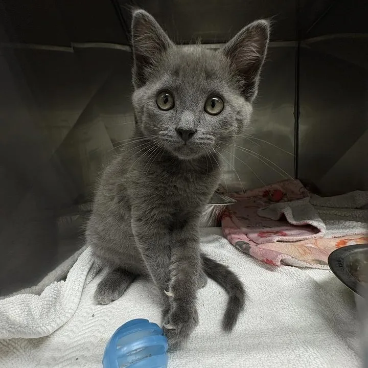 A baby small-sized female Domestic Short Hair cat named Rumie for adoption in Jackson, MI