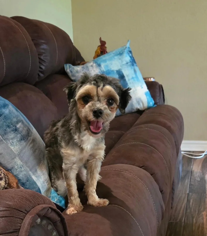 A young small-sized female Tricolor (Brown, Black, & White) Shih poo dog named Ruby for adoption in Chicopee, MA