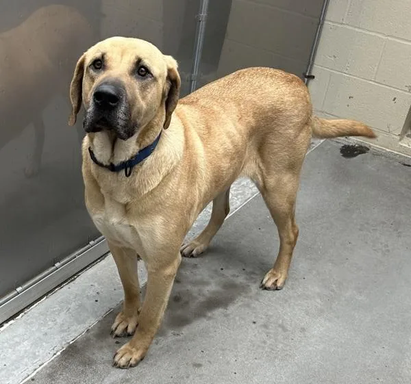 An adult extra large-sized female Mastiff dog named Rosalita for adoption in Troutdale, OR