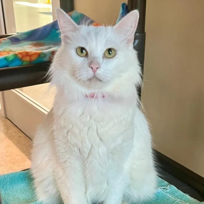 An adult large-sized female White Domestic Long Hair cat named Snow White for adoption in Temecula, CA