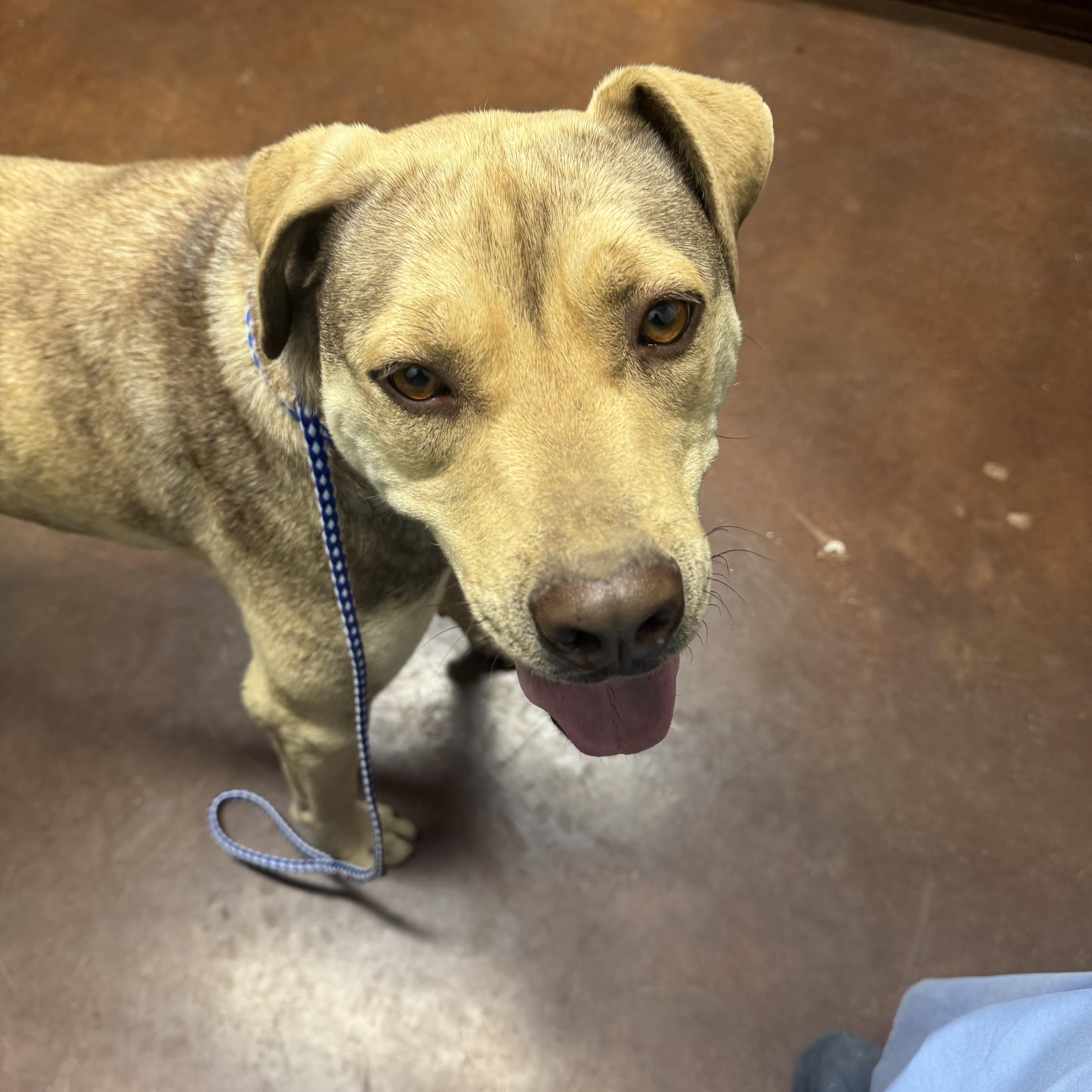 An adult medium-sized male Yellow Labrador Retriever dog named Buddy for adoption in Holly Springs, MS