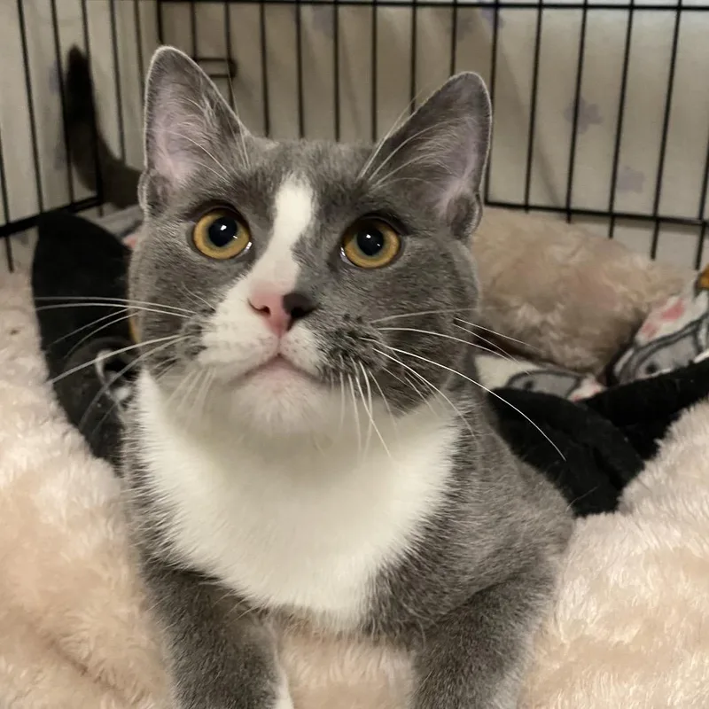 A young medium-sized male Gray / Blue / Silver Domestic Medium Hair cat named Marco for adoption in North Branford, CT